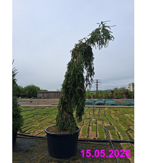 Abies alba 'Pendula' C 350 L